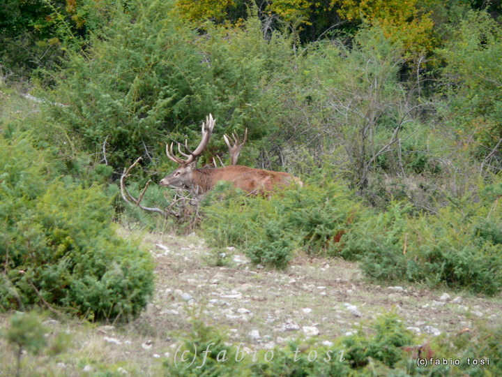 Alla corte di Sua Maest l''Unicorno - (fotoracconto fantasy)